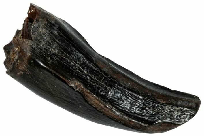 Juvenile Tyrannosaur Tooth - Judith River Formation #300182